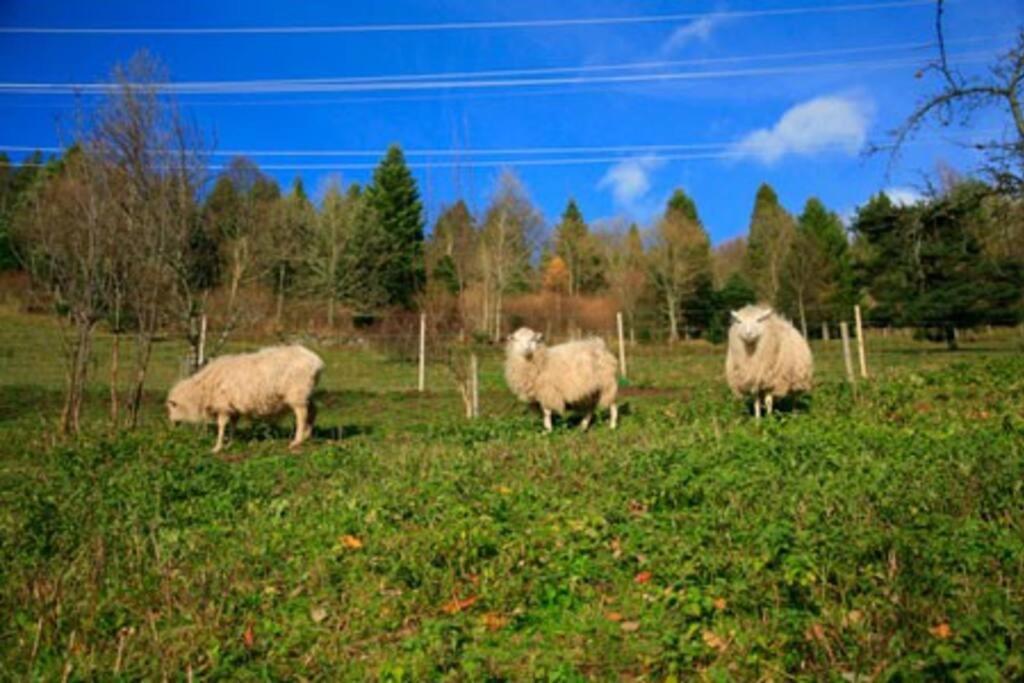 Appartement Dans Vielle Ferme Au Coeur Des Vosges Plainfaing Eksteriør billede